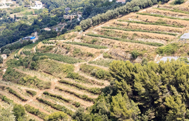 Le produit de ces vignes nçoises a récolté une médaille d'argent au concours général agricole. Le produit de ces vignes nçoises a récolté une médaille d'argent au concours général agricole.
