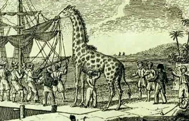 Zarafa, la première girafe de France, lors de l'embarquement à Alexandrie en 1826. Zarafa, la première girafe de France, lors de l'embarquement à Alexandrie en 1826.