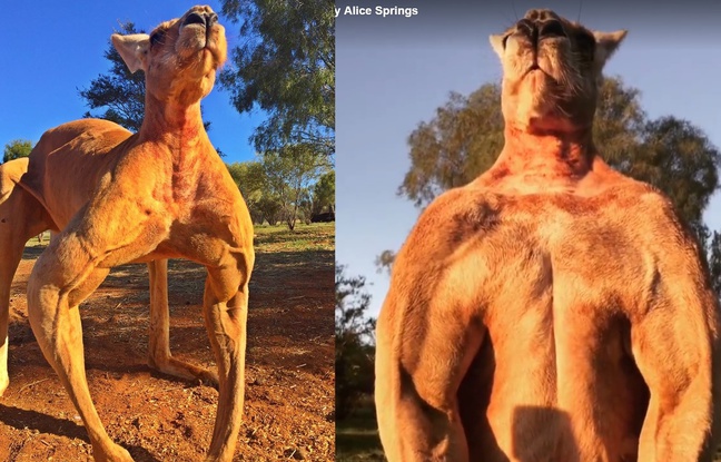 Photos de Roger le kangourou. Captures d'écran des comptes Instagram et Facebook de The Kangaroo Sanctuary en Australie. Photos de Roger le kangourou. Captures d'écran des comptes Instagram et Facebook de The Kangaroo Sanctuary en Australie.