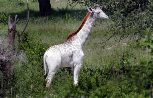 Omo a été immortalisé par le scientifique Derek Lee en Tanzanie. Omo a été immortalisé par le scientifique Derek Lee en Tanzanie.