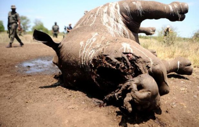 Un rhinocéros de trois jours tué à Houtboschrand en Afrique du Sud le 27 novembre 2013 Un rhinocéros de trois jours tué à Houtboschrand en Afrique du Sud le 27 novembre 2013
