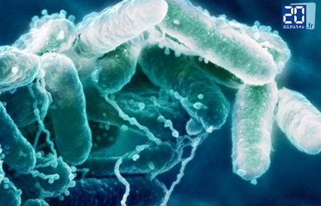 La greffe fécale, un espoir pour les patients souffrant de la maladie de Crohn. La greffe fécale, un espoir pour les patients souffrant de la maladie de Crohn.