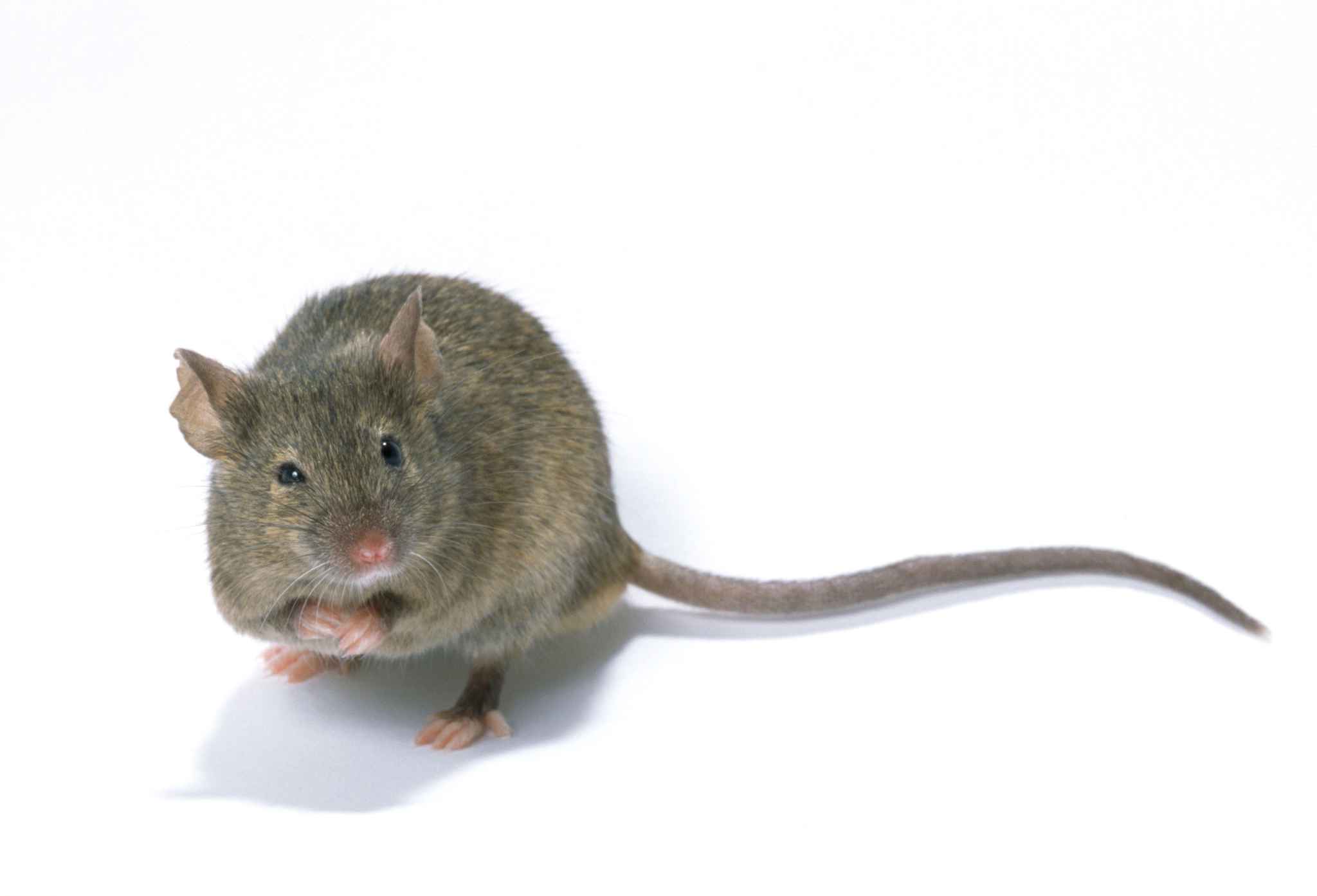 Dissertation de la souris