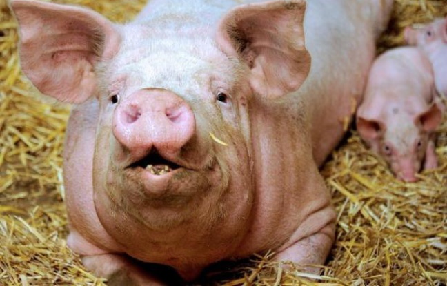 Le réalisateur américain Oliver Stone a dénoncé dans une lettre au ministère britannique de la Défense, rendue publique vendredi, l'utilisation de cochons blessés à l'arme lourde pour permettre aux médecins militaires de s'exercer à la chirurgie de guerre. Le réalisateur américain Oliver Stone a dénoncé dans une lettre au ministère britannique de la Défense, rendue publique vendredi, l'utilisation de cochons blessés à l'arme lourde pour permettre aux médecins militaires de s'exercer à la chirurgie de guerre.