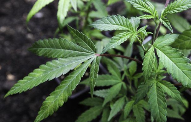 Illustration d'une feuille de cannabis. Illustration d'une feuille de cannabis.