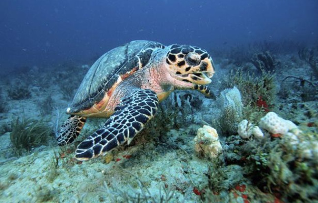 Une tortue à écailles. Une tortue à écailles.