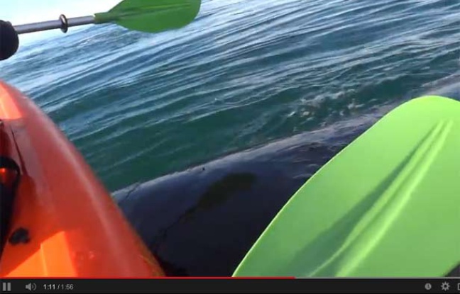 rencontre avec une baleine en kayak