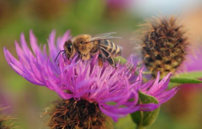 La hausse de la mortalité des abeilles pourrait avoir un impact sérieux sur la production alimentaire de l'Europe et la stabilité de l'environnement, ont mis en garde mardi les parlementaires européens. La hausse de la mortalité des abeilles pourrait avoir un impact sérieux sur la production alimentaire de l'Europe et la stabilité de l'environnement, ont mis en garde mardi les parlementaires européens.