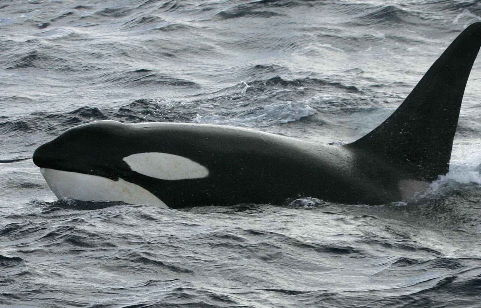 VIDEO. Une orque vient faire un coucou à un amateur de stand up paddle