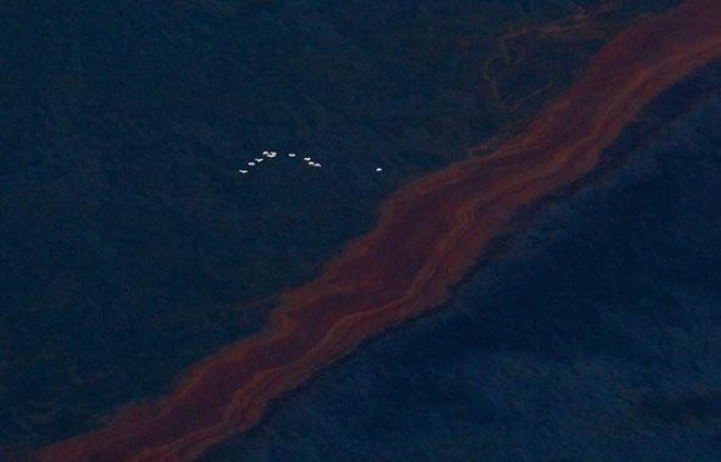 Mais tous ces dispositifs n’ont pas suffit à endiguer le pétrole. Mais tous ces dispositifs n’ont pas suffit à endiguer le pétrole.