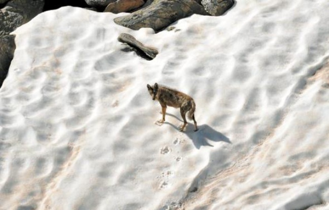 Après avoir disparu du territoire français dans les années 30, le loup est réapparu dans le Mercantour en 1992. Après avoir disparu du territoire français dans les années 30, le loup est réapparu dans le Mercantour en 1992.