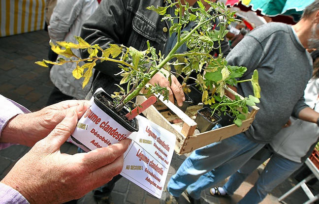 Les militants ont symboliquement planté des " légumes clandestins ". Les militants ont symboliquement planté des " légumes clandestins ".