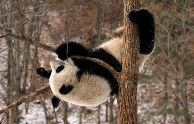 Un panda de la base de Qinling, en Chine. Un panda de la base de Qinling, en Chine.