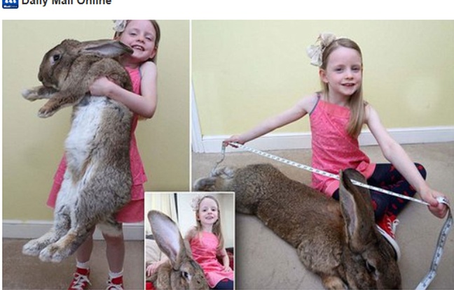 Le plus gros lapin du monde. Le plus gros lapin du monde.