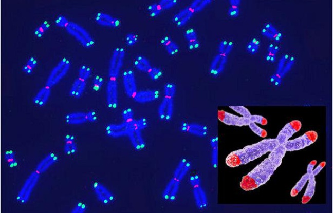 Des chromosomes et des télomères, à leur extrémité, impliqués dans le processus du vieillissement. Des chromosomes et des télomères, à leur extrémité, impliqués dans le processus du vieillissement.