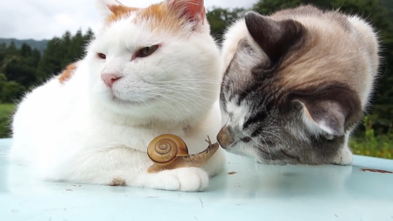 Chanson Two Cats Video Chanson Two Cats Video