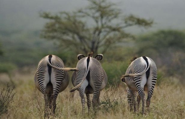 Reconnaissable à ses grandes oreilles arrondies et à ses rayures plus fines et plus serrées, le zèbre de Grévy est le plus grand des trois espèces de zèbres mais surtout le plus menacé, notamment par la concurrence avec le bétail pour les pâturages. Reconnaissable à ses grandes oreilles arrondies et à ses rayures plus fines et plus serrées, le zèbre de Grévy est le plus grand des trois espèces de zèbres mais surtout le plus menacé, notamment par la concurrence avec le bétail pour les pâturages.