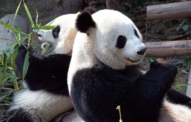 Les pandas Yuanzi et Huanhuan arrivent le 15 janvier 2012 au zoo de Beauval, dans le Loir-et-Cher.
Les pandas Yuanzi et Huanhuan arrivent le 15 janvier 2012 au zoo de Beauval, dans le Loir-et-Cher.
