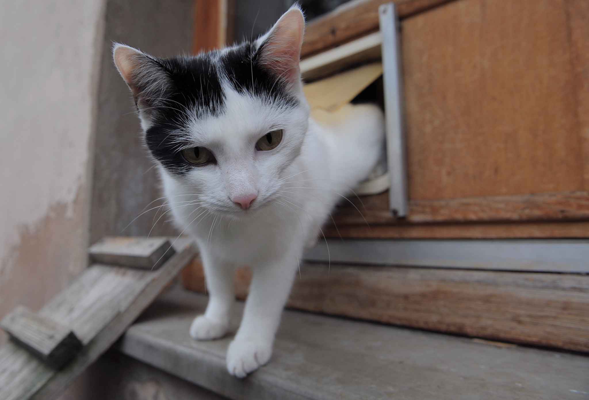 Chat sucy en brie