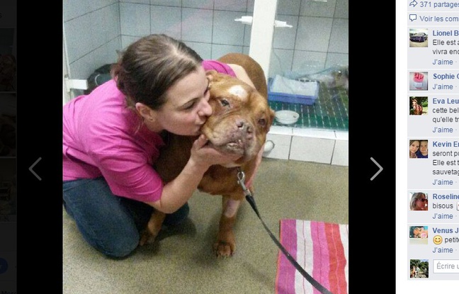 Athéna, la chienne enterrée vivante par son maître, a été soignée par la clinique vétérinaire de Levallois-Perret. Athéna, la chienne enterrée vivante par son maître, a été soignée par la clinique vétérinaire de Levallois-Perret.