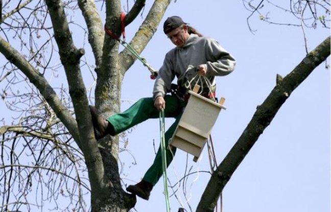 Des abris pour accueillir les chauves-souris, dans le Parc de la Maourine, Toulouse, afin de lutter contre la chenille processionnaire du pin. Des abris pour accueillir les chauves-souris, dans le Parc de la Maourine, Toulouse, afin de lutter contre la chenille processionnaire du pin.