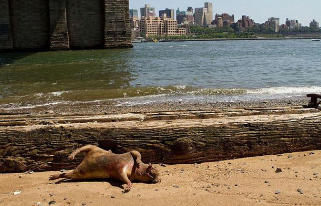 Carcasse d'un animal non-identifié retrouvée à New York le 22 juillet 2012. Carcasse d'un animal non-identifié retrouvée à New York le 22 juillet 2012.