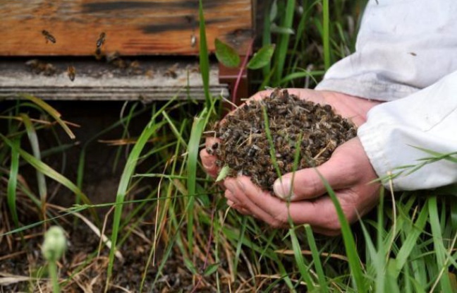 L'Union nationale de l'Apiculture française a demandé jeudi le retrait du marché des pesticides épinglés par l'Autorité européenne de sécurité des aliments (EFSA), affirmant qu'il en allait de la "survie des abeilles et des pollinisateurs sauvages" essentiels pour la production alimentaire. L'Union nationale de l'Apiculture française a demandé jeudi le retrait du marché des pesticides épinglés par l'Autorité européenne de sécurité des aliments (EFSA), affirmant qu'il en allait de la "survie des abeilles et des pollinisateurs sauvages" essentiels pour la production alimentaire.
