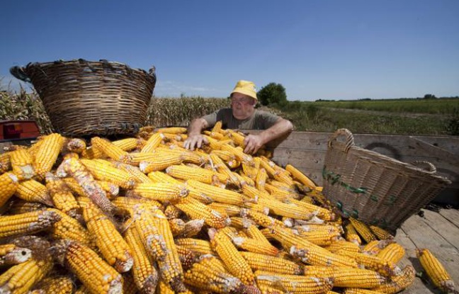 Un agriculteur frappé par la sécheresse en Croatie. Un agriculteur frappé par la sécheresse en Croatie.