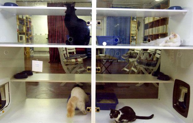 Une pension pour chats dans le 15eme arrondissement de Paris. Une pension pour chats dans le 15eme arrondissement de Paris.