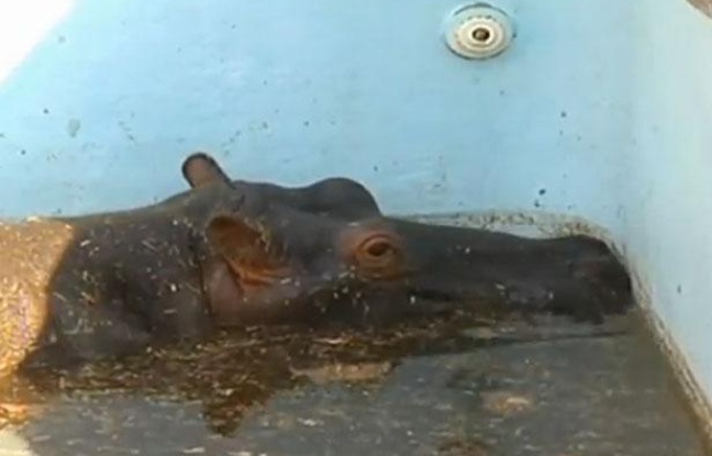 L'hippopotame Solly dans la piscine où il était coincé, dans un zoo en Afrique du sud, en août 2012 L'hippopotame Solly dans la piscine où il était coincé, dans un zoo en Afrique du sud, en août 2012