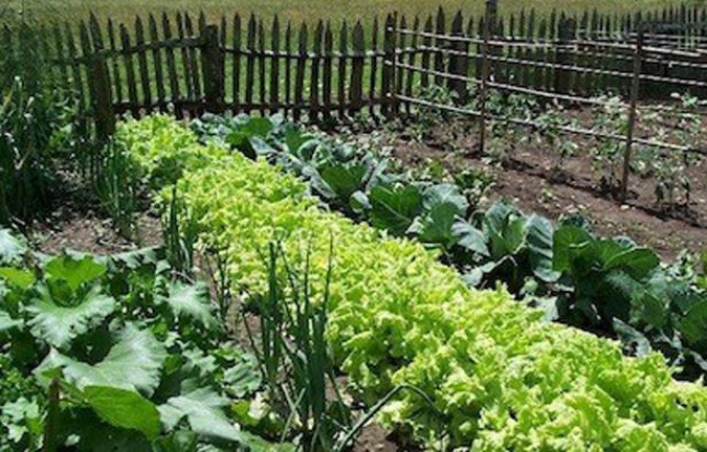 Il est possible de revendre vos surplus de légumes sur le web Il est possible de revendre vos surplus de légumes sur le web