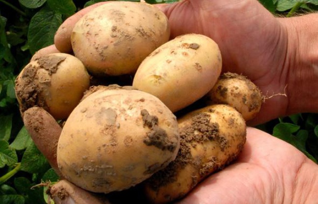 Quelques patates Amflora, génétiquement modifiées (OGM). Quelques patates Amflora, génétiquement modifiées (OGM).