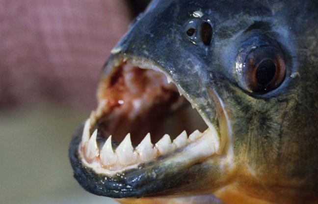 Un piranha d'Amazonie. Un piranha d'Amazonie.