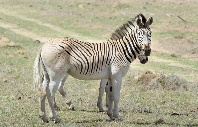 Des quaggas, une sous-espèce du zèbre, qui broutent au pied des montagnes escarpées du Cap occidental, en Afrique du Sud Des quaggas, une sous-espèce du zèbre, qui broutent au pied des montagnes escarpées du Cap occidental, en Afrique du Sud