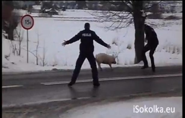 Le cochon et les policiers. Sokolka, Pologne, le 13 février 2013. Le cochon et les policiers. Sokolka, Pologne, le 13 février 2013.