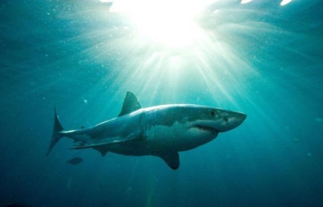 Un des secrets permettant au requin d'être un formidable prédateur réside dans sa capacité à nager vite et à changer de cap sans ralentir, des manoeuvres permises par sa peau contrôlant le flux de la circulation de l'eau sur son corps, selon une étude présentée mardi. Un des secrets permettant au requin d'être un formidable prédateur réside dans sa capacité à nager vite et à changer de cap sans ralentir, des manoeuvres permises par sa peau contrôlant le flux de la circulation de l'eau sur son corps, selon une étude présentée mardi.