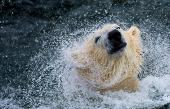 L'avenir de l'ours blanc est "pour le moins incertain" à cause du "réchauffement accéléré de l'Arctique", a mis en garde jeudi la branche canadienne de l'organisation écologique mondiale WWF. L'avenir de l'ours blanc est "pour le moins incertain" à cause du "réchauffement accéléré de l'Arctique", a mis en garde jeudi la branche canadienne de l'organisation écologique mondiale WWF.
