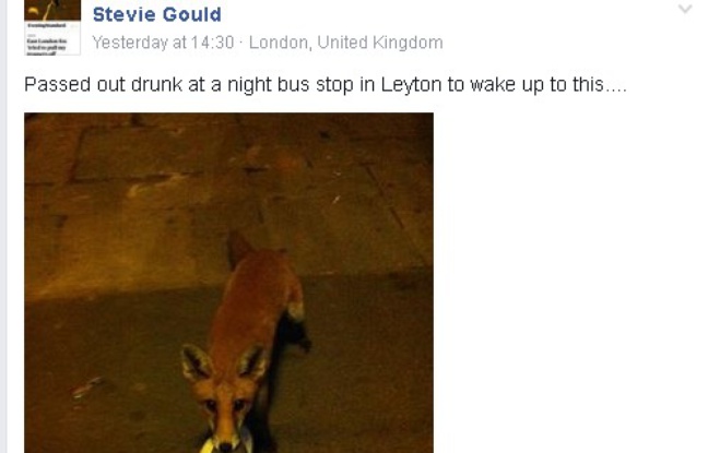 Un Anglais ivre a été réveillé par un renard. Un Anglais ivre a été réveillé par un renard.