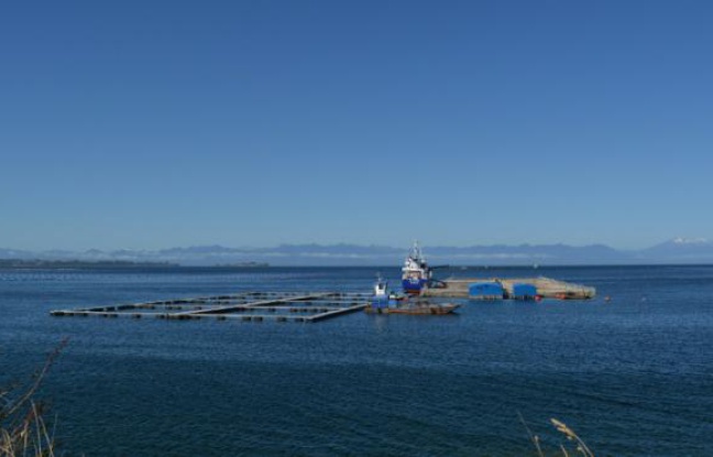 Un pêcheur de saumon dans la baie d'Ilque, près de Puerto Montt, au Chili, le 5 mars 2016 Un pêcheur de saumon dans la baie d'Ilque, près de Puerto Montt, au Chili, le 5 mars 2016