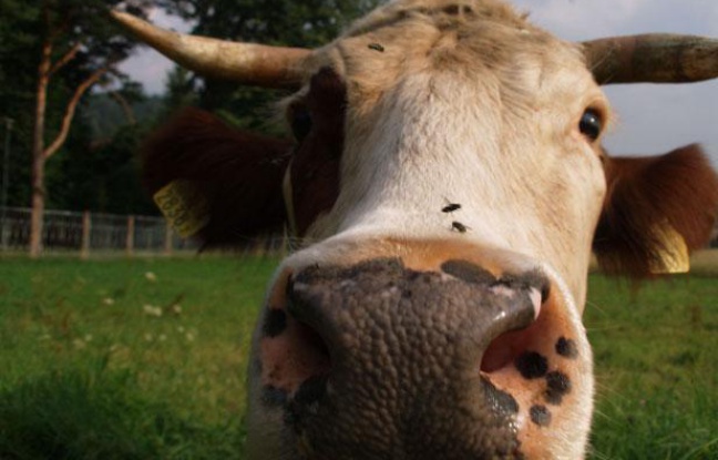 Faut-il se débarrasser des animaux qui détruisent la Terre ? ^^ 648x415_illustration-vache-pre