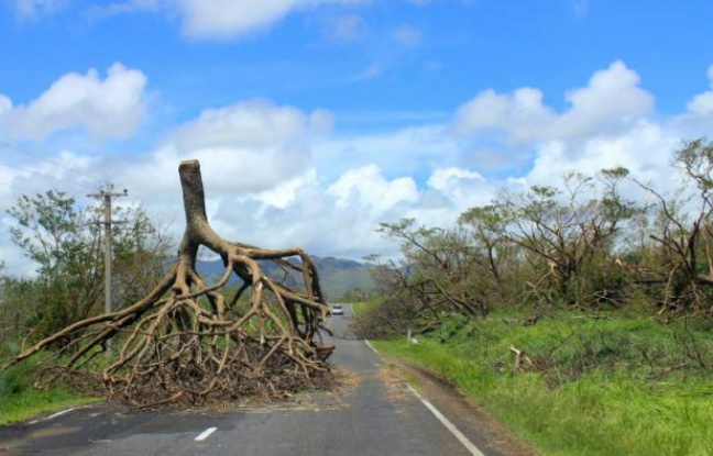 Photo non datée, fournie par le gouvernement des îles Fidji le 22 février 2016, montrant un arbre déraciné après le passage du cyclone Winston dans l'ouest des Fidji Photo non datée, fournie par le gouvernement des îles Fidji le 22 février 2016, montrant un arbre déraciné après le passage du cyclone Winston dans l'ouest des Fidji