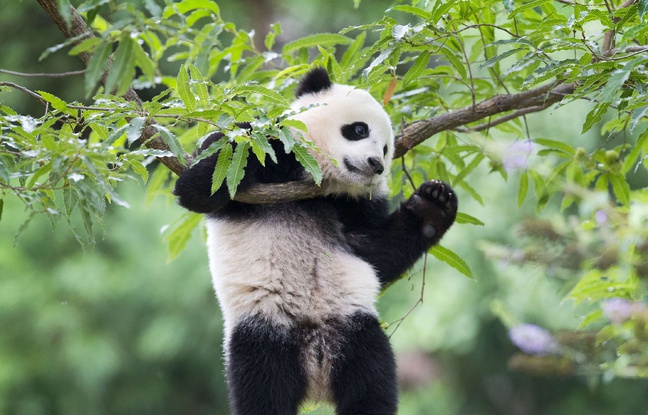 Le panda Bao Bao, le 23 août 2014 dans le zoo de Washington. Le panda Bao Bao, le 23 août 2014 dans le zoo de Washington.