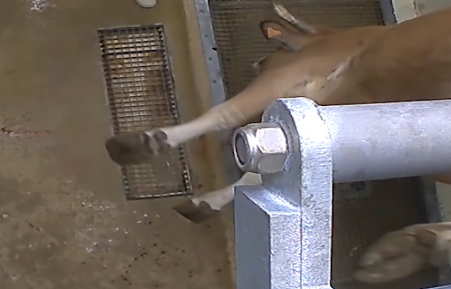 En 2016 dans l'abattoir du Vigan.