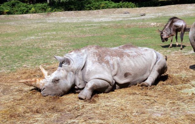 Un rhinocéros du parc de Thoiry, dans les Yvelines. Un rhinocéros du parc de Thoiry, dans les Yvelines.