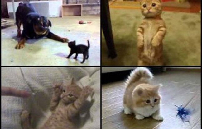 Des vidéos de LOLcat. Des vidéos de LOLcat.