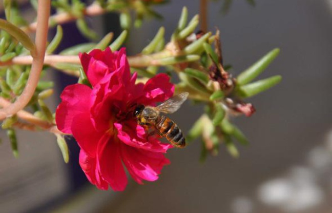Une abeille butinant une fleur. Une abeille butinant une fleur.
