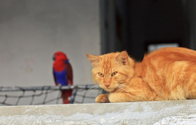 Un chat observant un perroquet. Un chat observant un perroquet.