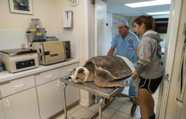 Une tortune marine est emmenée au bloc opératoire du "Turtle hospital" à Marathon, en Floride, le 14 janvier 2016 Une tortune marine est emmenée au bloc opératoire du "Turtle hospital" à Marathon, en Floride, le 14 janvier 2016