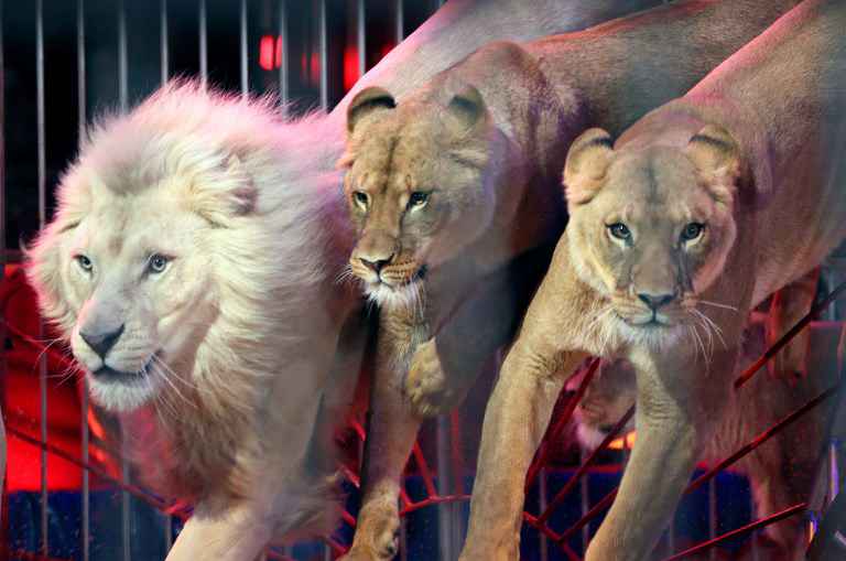 Le cirque Joseph Bouglione arrête les numéros avec des animaux