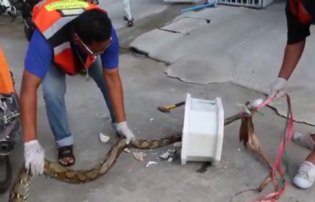 Sexe et animal 648x415_python-3-metres-errait-canalisations